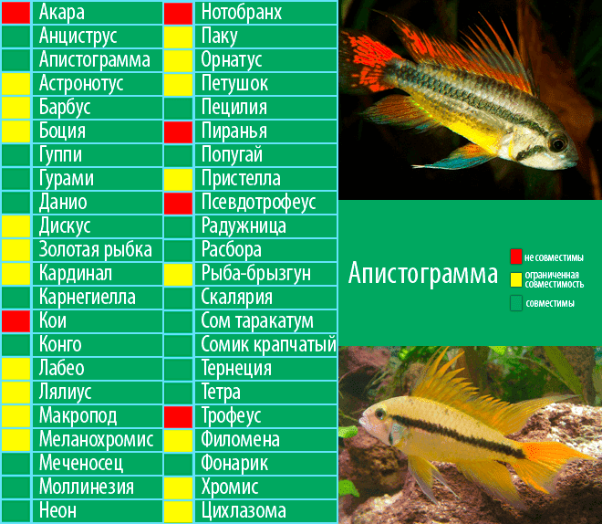 Апистограмма совместимость с другими рыбами