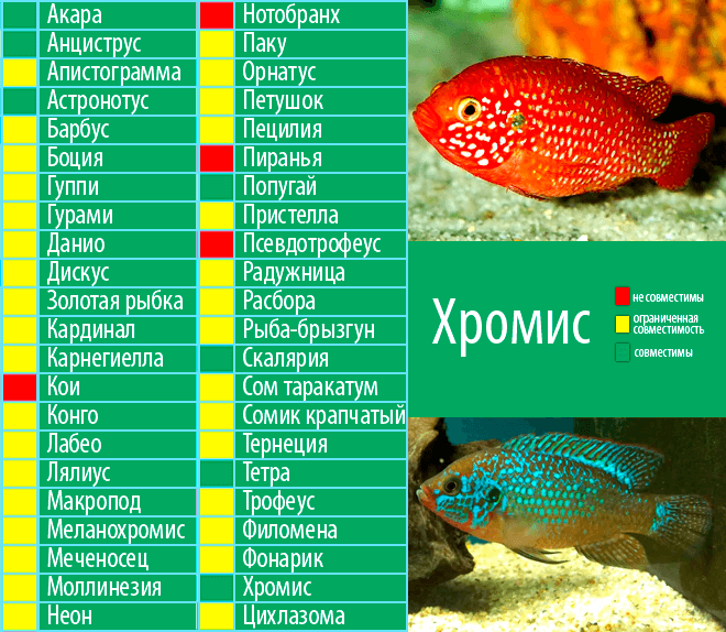Хромисы совместимость с другими рыбами