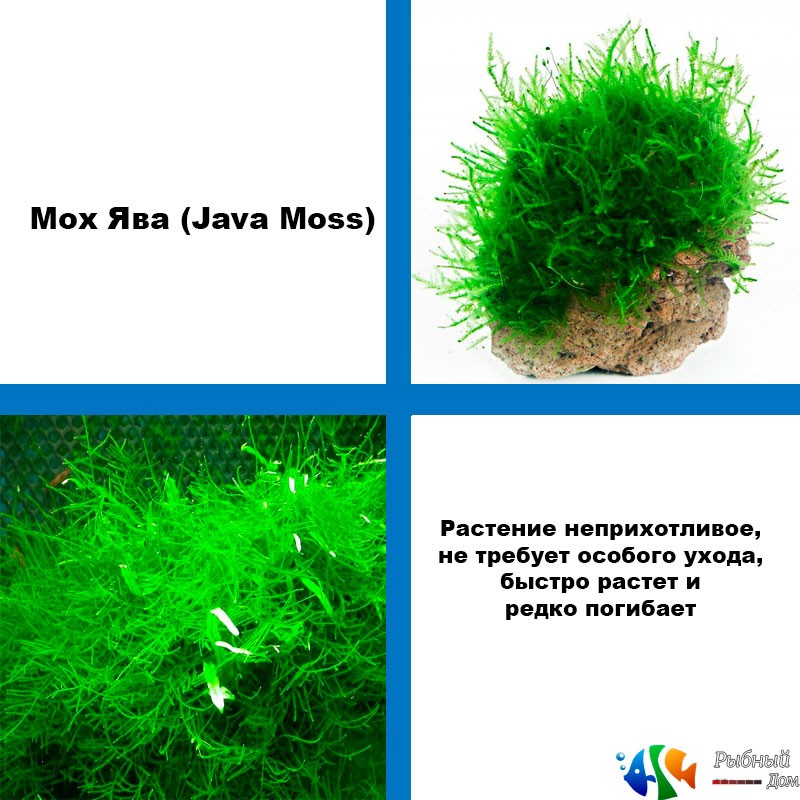 Мох Ява (Java Moss)