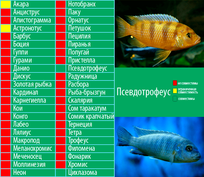 Псевдотрофеус совместимость с другими рыбами