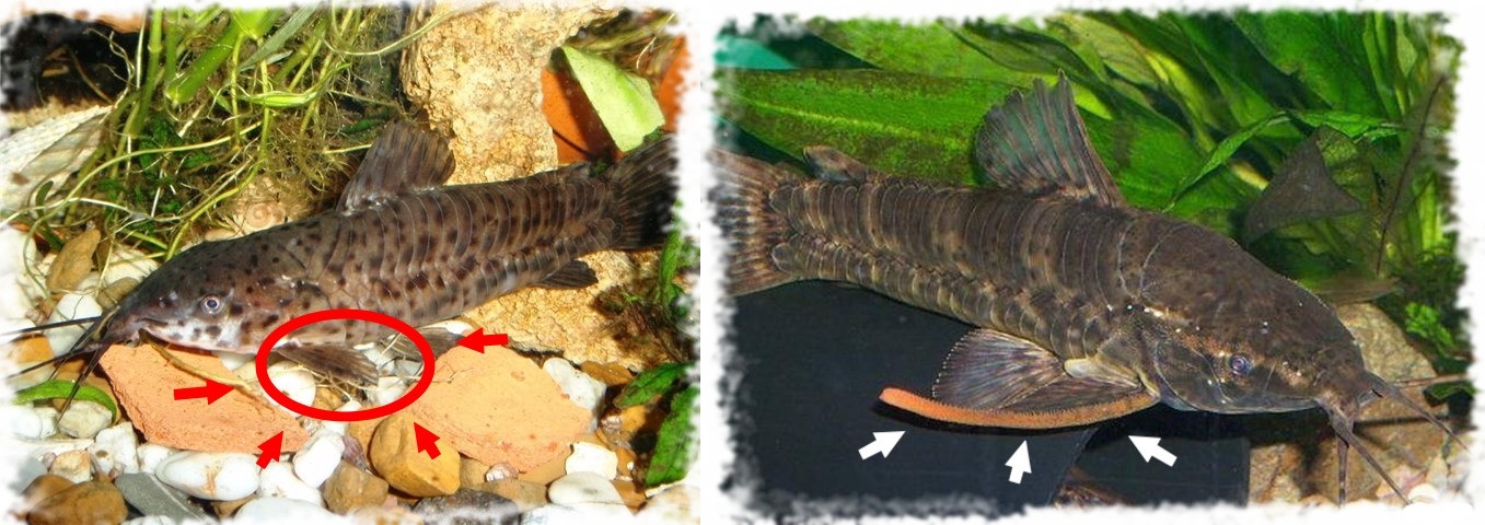 Самец таракатума (справа) в отличие от самки (слева) обладает более мощными плавниками, снабжёнными шипами для защиты своей территории от чужаков