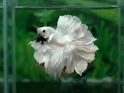 Бойцовая рыбка петушок — уход , аквариум для петушка , с кем уживается петушок