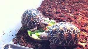 Черепахи для домашнего содержания
