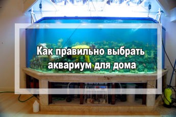 как правильно выбрать аквариум для дома