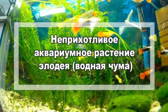 Неприхотливое аквариумное растение элодея (водная чума)