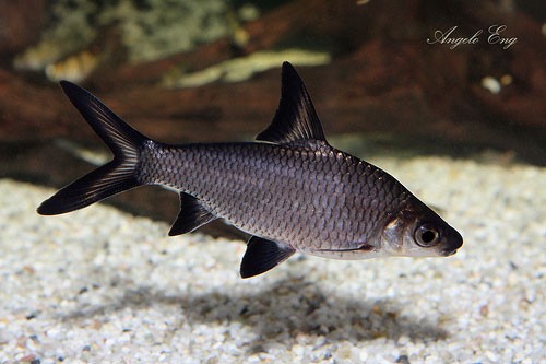 Аквариумная рыбка Акулий барбус (Акулий бала): фото, содержание и кормление, размножение и разведение.