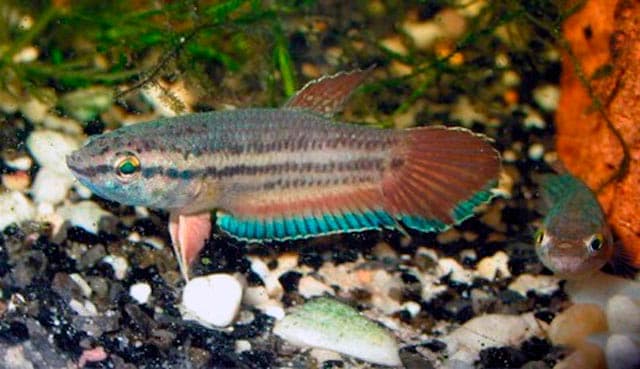 Лабиринтовые рыбки (анабасовые): перечень видов и названий семейства, описания, фото