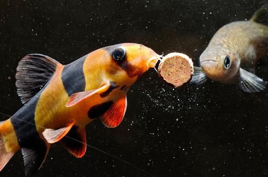 
    Как кормить аквариумных рыбок: чем, сколько, как часто?    