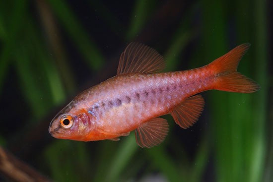 Аквариумная рыбка Барбус вишневый: фото, содержание и кормление, размножение и разведение.