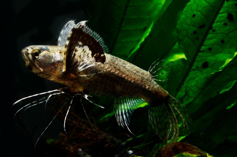 Пантодон, или аквариумная рыба-бабочка