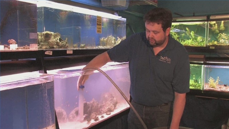 Как чистить дно в аквариуме с грунтом: описание,фото,видео. | RibnyDom.RU