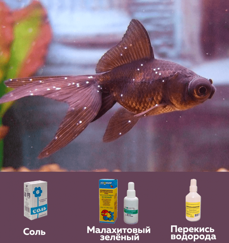 Лечение манки (ихтиофтириоз, белые точки, ихтик) у аквариумных рыбок в общем аквариуме, симптомы, лекарство