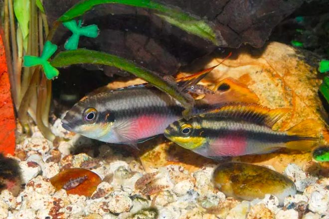 Пельвикахромис пульхера (цихлида попугай, pelvicachromis pulcher): совместимость, содержание, самец и самка, размножение рыбки