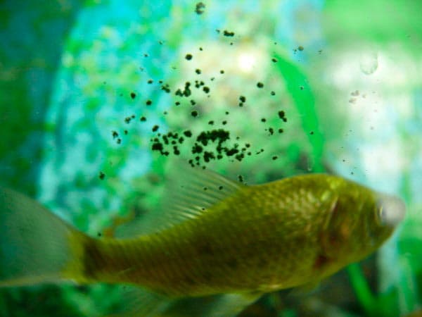 как бороться с зелеными точками в аквариуме