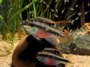 Пельвикахромис пульхера (цихлида попугай, pelvicachromis pulcher): совместимость, содержание, самец и самка, размножение рыбки