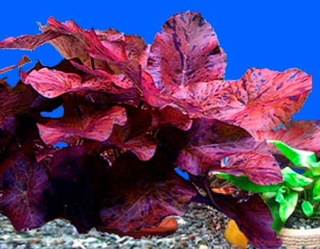 Нимфея в аквариуме (красная, тигровая, зеленая): посадка и уход за растением аквариумная кувшинка, виды, содержание