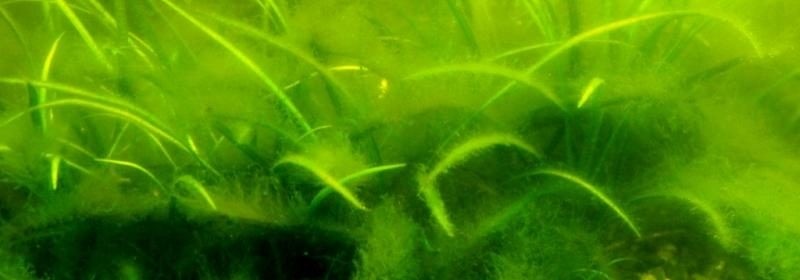 Что делать если аквариум позеленел: фото,видео. | RibnyDom.RU