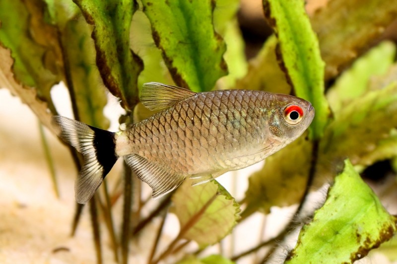 Аквариумная рыбка филомена: содержание и уход