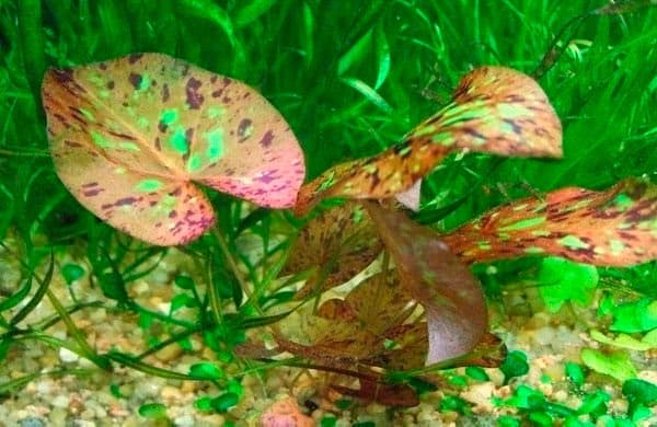 Нимфея в аквариуме (красная, тигровая, зеленая): посадка и уход за растением аквариумная кувшинка, виды, содержание