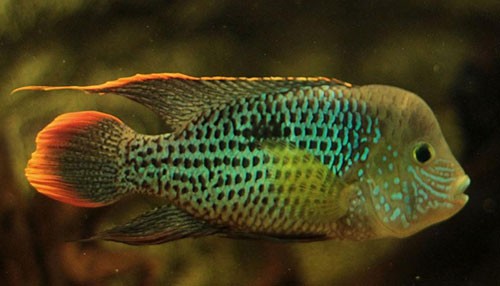 Аквариумная рыбка Бирюзовая акара: фото, содержание и кормление, размножение и разведение.