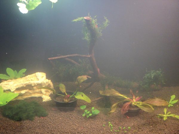 Что делать если аквариум позеленел: фото,видео. | RibnyDom.RU