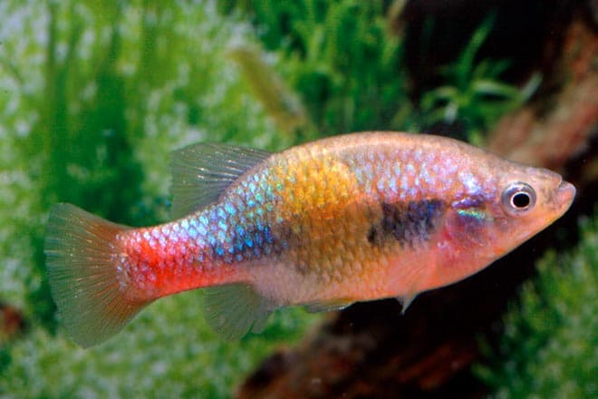 Живородящие аквариумные рыбки: список (перечень), популярные виды для аквариума, фото, названия