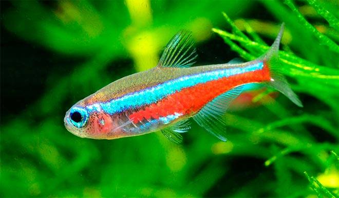 Неприхотливые аквариумные рыбки для начинающих: виды для маленького аквариума, самые простые в содержании и уходе