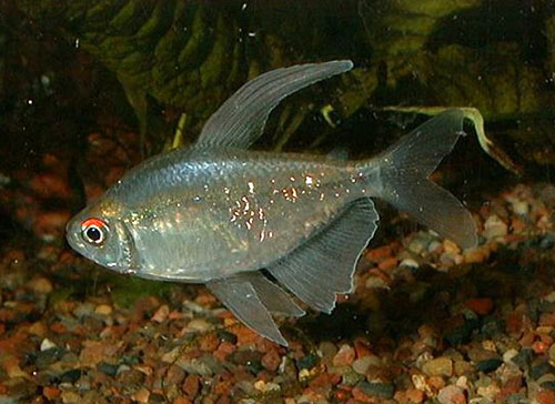 Аквариумная рыбка Бриллиантовая тетра: фото, содержание и кормление, размножение и разведение.