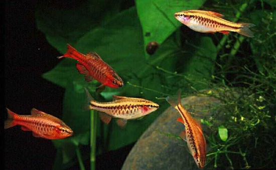 Аквариумная рыбка Барбус вишневый: фото, содержание и кормление, размножение и разведение.