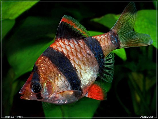 Аквариумная рыбка Барбус суматранский: фото, содержание и кормление, размножение и разведение.