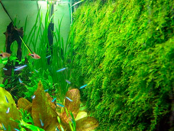 Мох рождественский (кристмас, Christmas moss, montagnei): содержание в аквариуме, уход, особенности, размножение