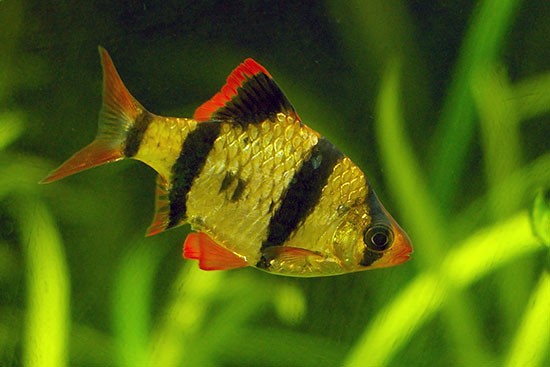 Аквариумная рыбка Барбус суматранский: фото, содержание и кормление, размножение и разведение.