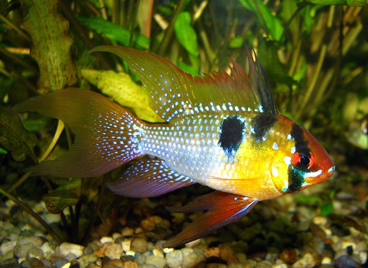 Аквариумная рыбка Апистограмма Рамирези (бабочка): описание, фото, содержание