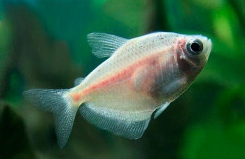 Тернеции: совместимость с другими рыбами, содержание аквариумной рыбки, уход, виды (вуалевая, альбинос, карамелька, золотая, glofish)