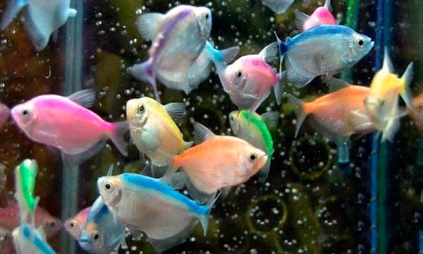 Тернеции: совместимость с другими рыбами, содержание аквариумной рыбки, уход, виды (вуалевая, альбинос, карамелька, золотая, glofish)