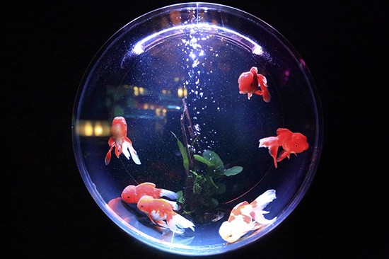 
    Круглый аквариум: преимущества и недостатки    