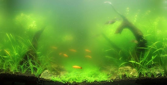 
    Зеленые водоросли в аквариуме: как избавиться?    
