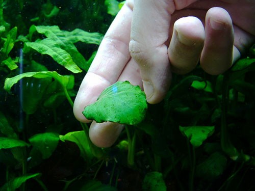 
    Болезни аквариумных растений: симптомы и причины, лечение.    
