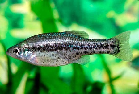 Живородящие аквариумные рыбки: список (перечень), популярные виды для аквариума, фото, названия