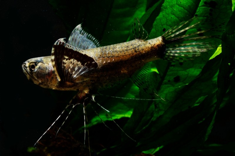 Пантодон, или аквариумная рыба-бабочка
