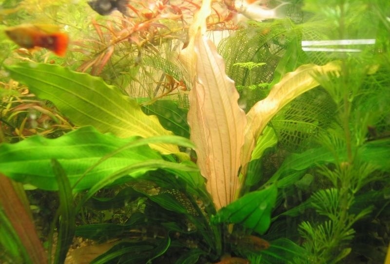 Популярные аквариумные виды эхинодорусов