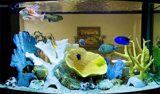 
    Морской аквариум у вас дома    