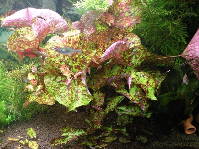 Красивая аквариумная нимфея лостус – как ухаживать и разводить