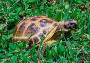 Как живет черепахи сухопутная 