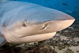 Список самых опасных акул в мире