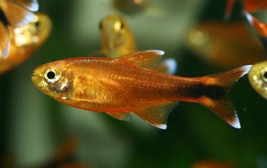 Аквариумная рыбка Медная тетра или хасемания (Hasemania Nana): фото, содержание и кормление, размножение и разведение.