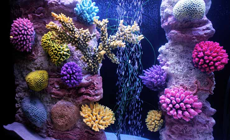 Кораллы в аквариуме