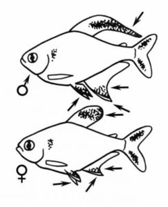 Орнатус — рыбка фантом — Виды орнатусов | Кто такой совсем не тот Орнатус