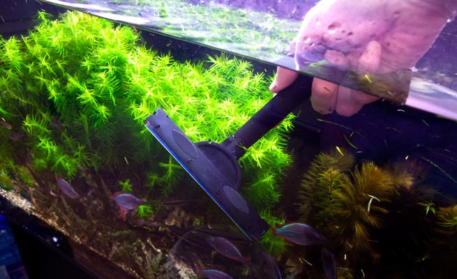 Чистим аквариум от налета