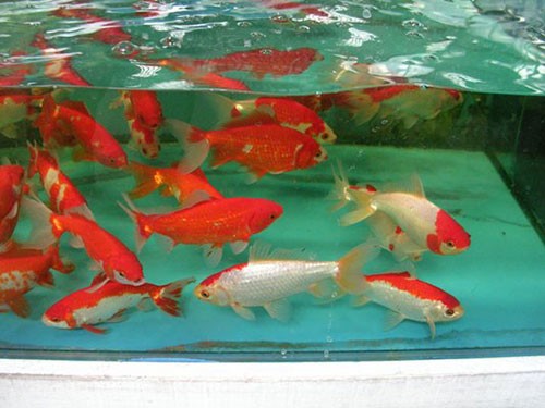 Аквариумная рыбка Вакин (золотая рыбка): фото, содержание и кормление, размножение и разведение.